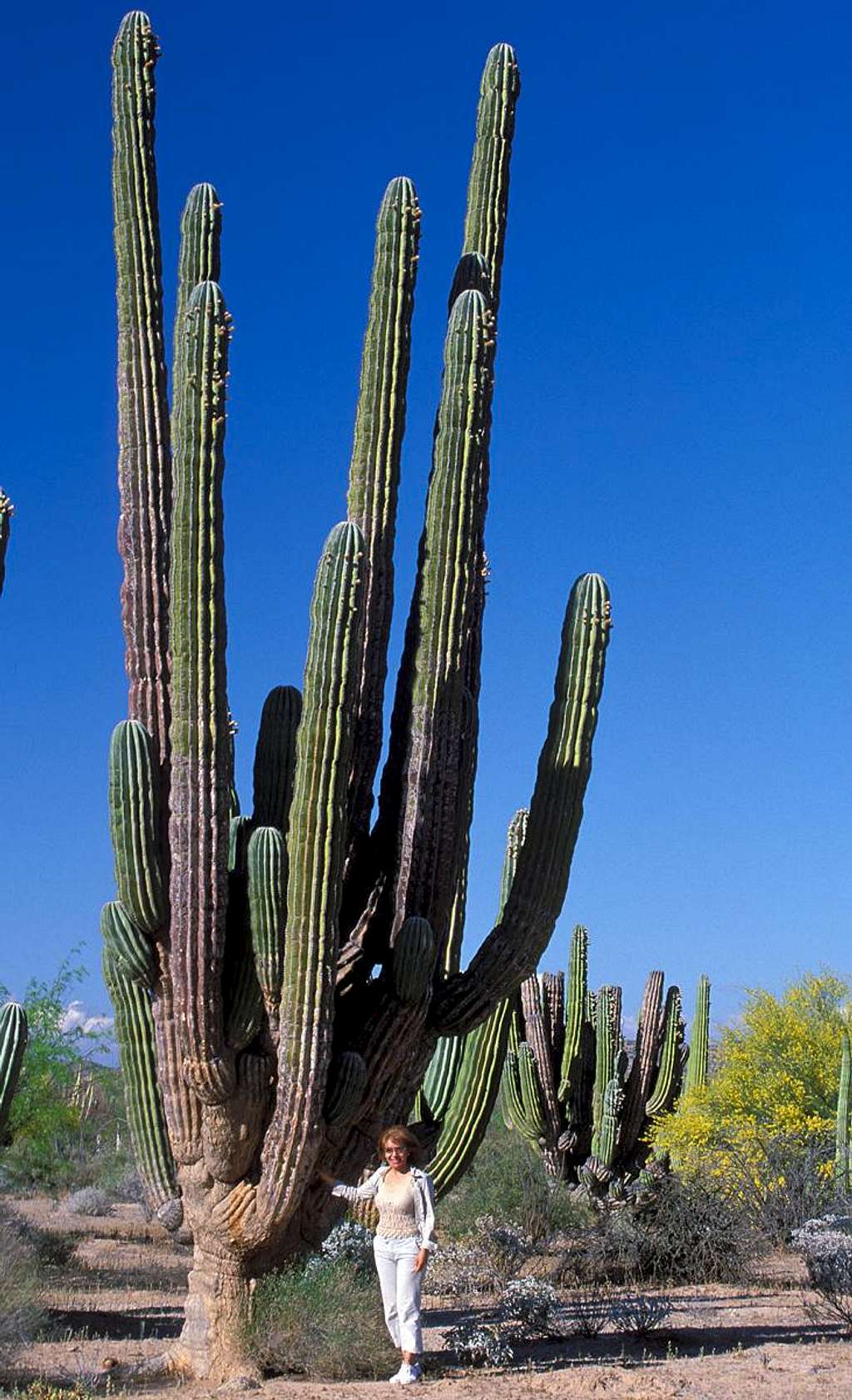 Giant Cacti : Photos, Diagrams & Topos : SummitPost