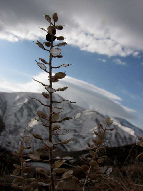 گیاهی زیبا در ارتفاعات زشک نزدیک قله زشک
