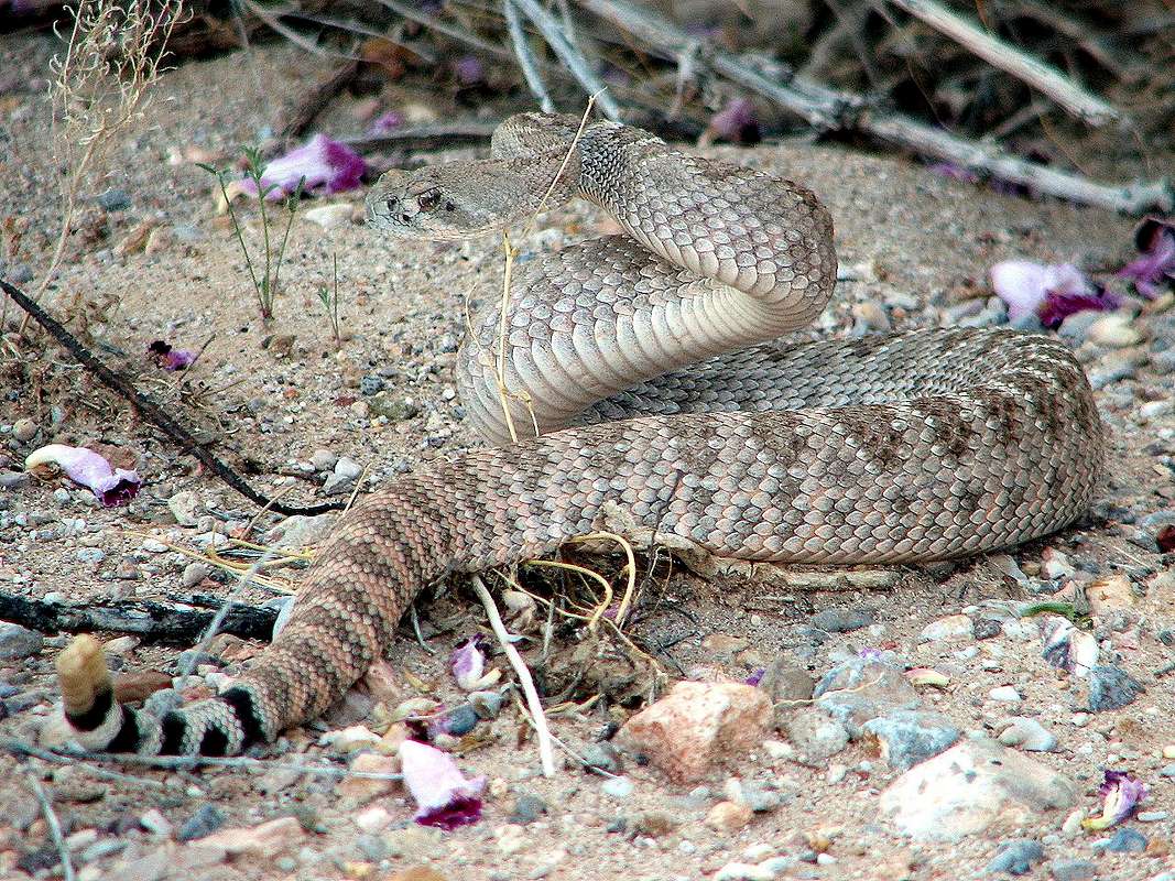 Western Diamondback Rattlesnake : Photos, Diagrams & Topos : SummitPost