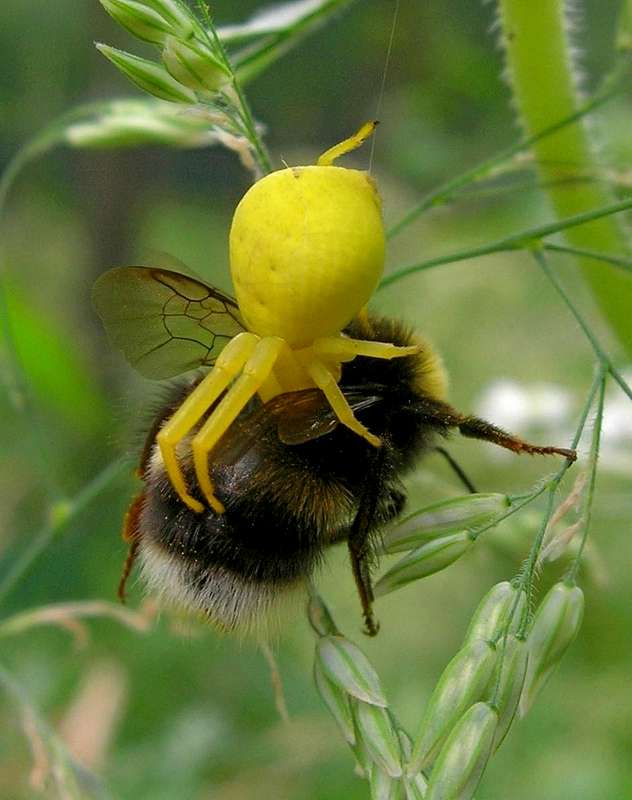 How do you kill bumblebees?