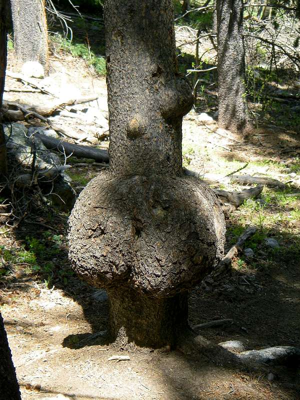 Tree Butt 36