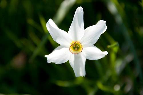 Narcissus poeticos