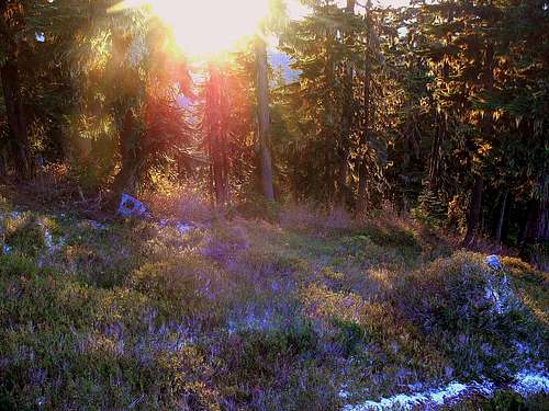 Alpine Meadow During Sunset
