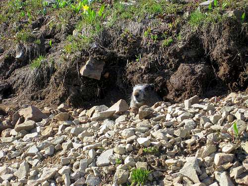 Marmot peaking out