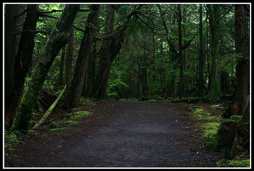 Trail to Cape Flattery