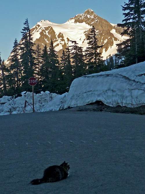 Mount Shuksan with a Cat