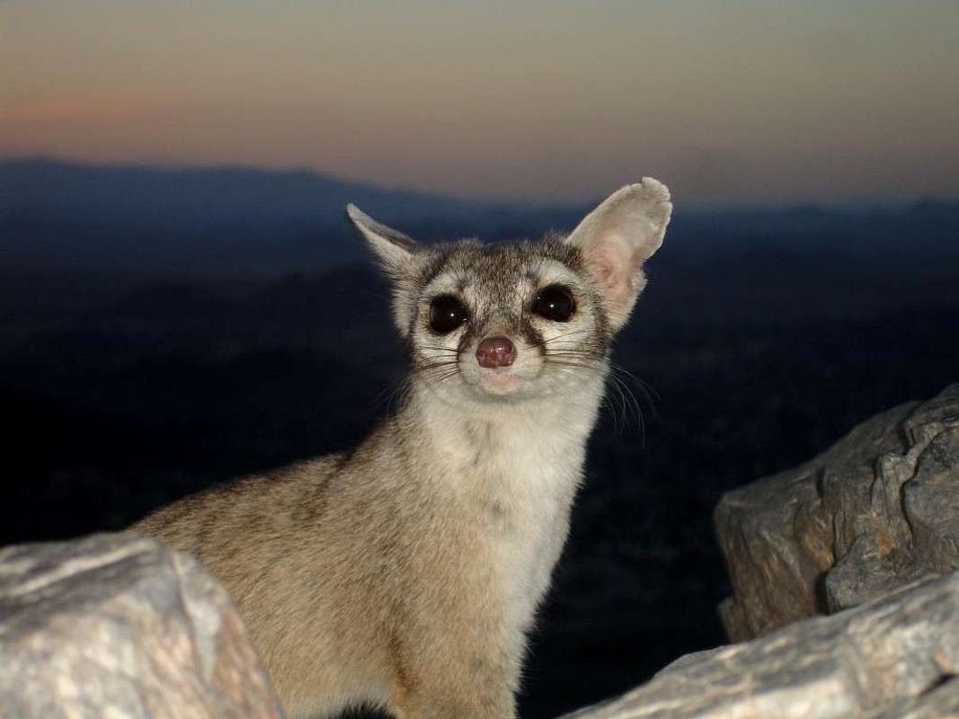  Ring tailed  Cat  on summit Photos Diagrams Topos 