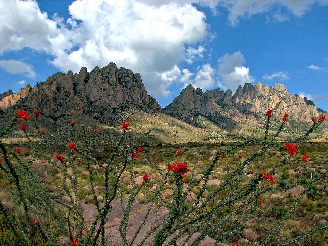 Chihuahuan Desert Flora : Photo Albums : SummitPost