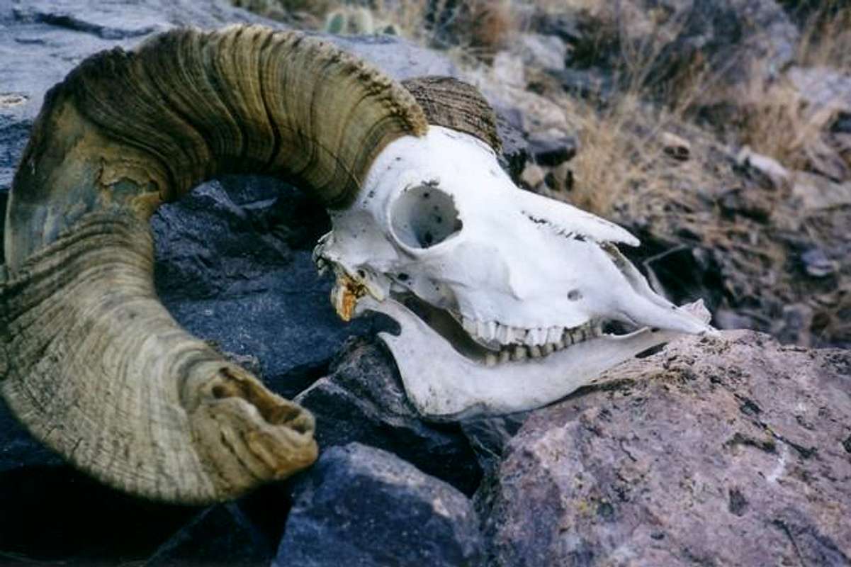 Bighorn Sheep skull found on... : Photos, Diagrams & Topos : SummitPost