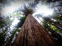 Huge Cedar