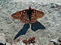 Butterfly on the Summit