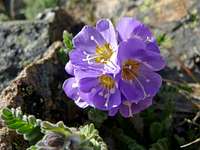 Purple Flower on the Summit