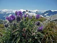Silky Phacelia on the Summit of Ruth Mountain