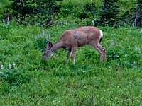 A Deer Enjoying the Meadows