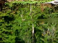 A Duck swimming in Virgin Lake
