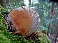 Wet Fungus