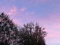 Trees with a Pink Sky