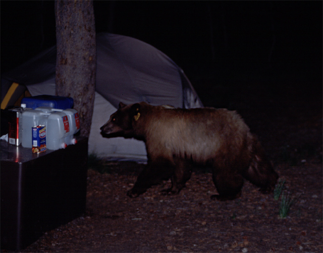 Bear in Tolumne Meadows.jpg